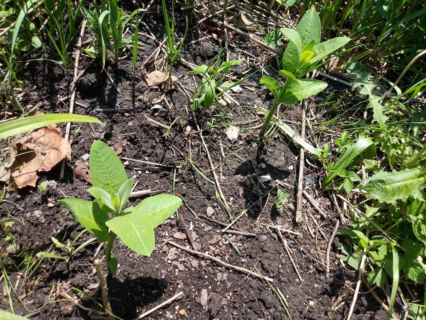 Common milkweed